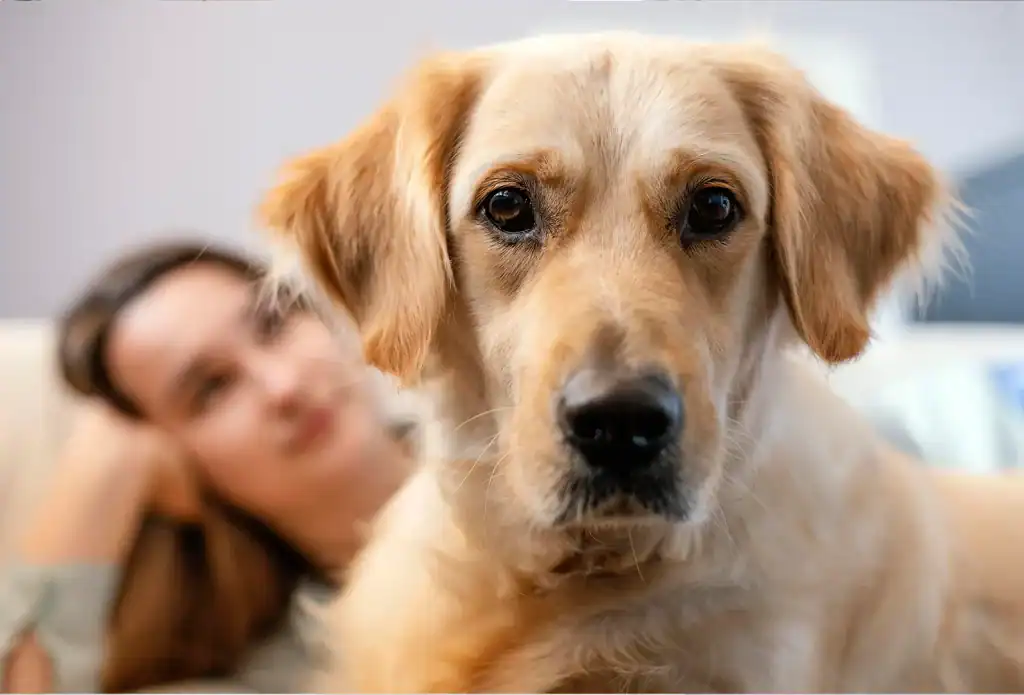 Golden Retriever