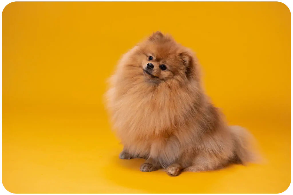 Pomerania